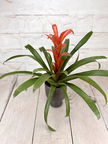 Red Bromeliad