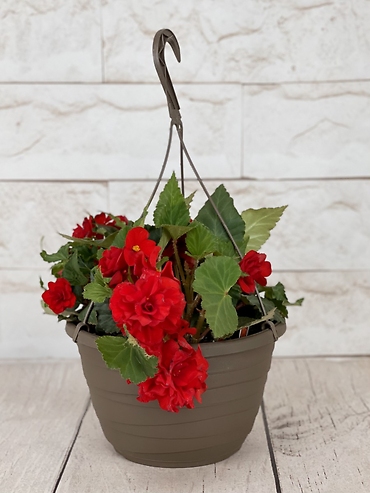 Red Begonia Hanging Basket