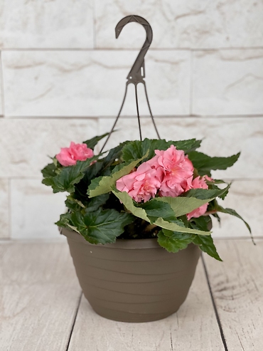 Pink Begonia Hanging Basket