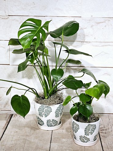Monstera Pot