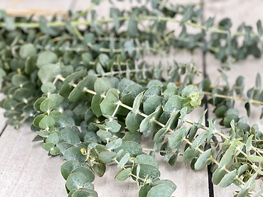 Baby Blue Eucalyptus
