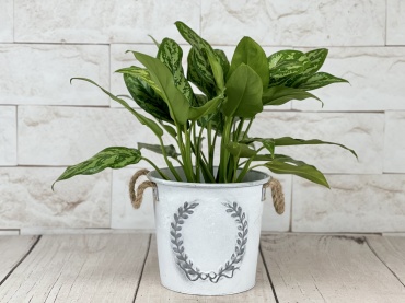 Tin Pail Chinese Evergreen