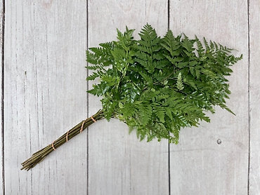 Bakers Fern