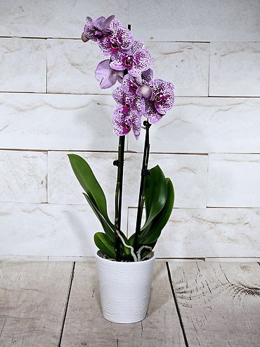 Double Stem Orchid (color may vary)