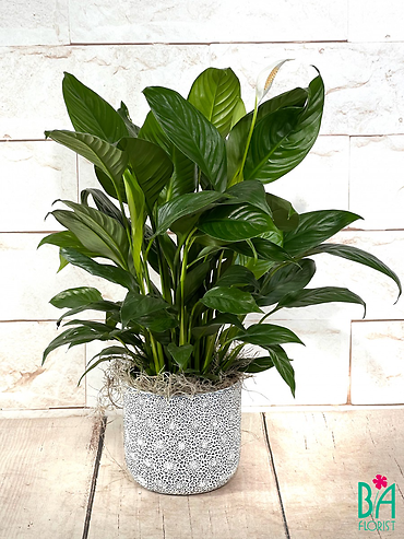 Blue and White Pot Peace Lily