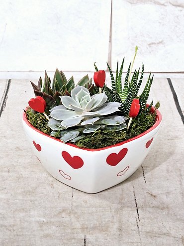 Heart Succulents