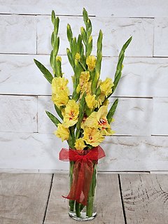 Gladiolus Splendor