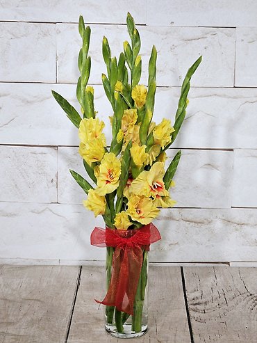 Gladiolus Splendor