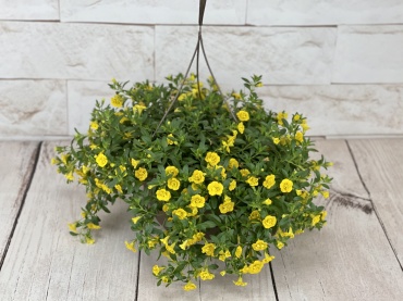Yellow Petunia Basket