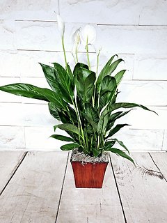 Square Pot Peace Lily (container color may vary)
