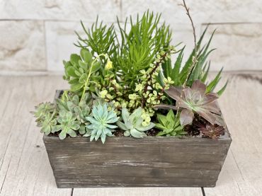 Woodbox Succulent Garden