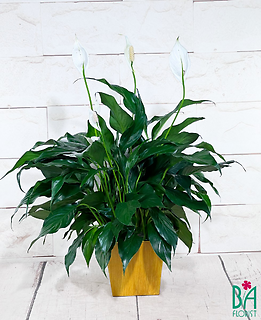 Square Pot Peace Lily (container color may vary)