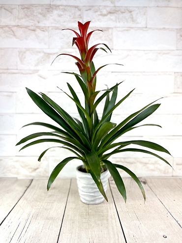 Red Bromeliad