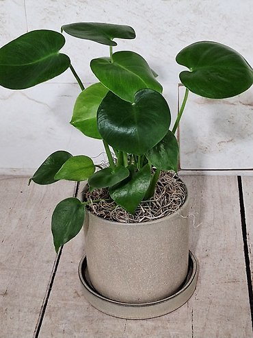 Mini Monstera
