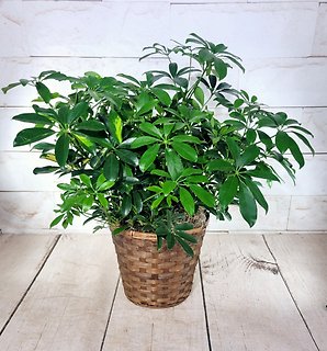 Schefflera