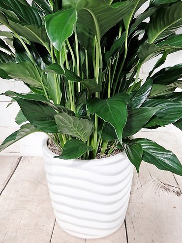 Large Peace Lily