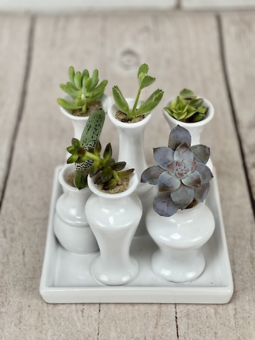 Magical Mini Succulents