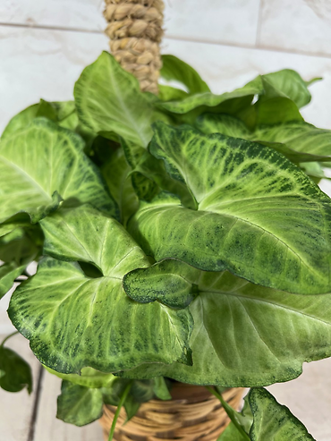 Arrowhead Plant