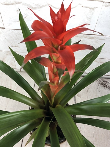 Bromeliad