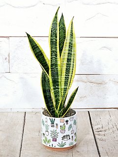 Small Snake Plant