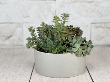 Modern Succulent Garden