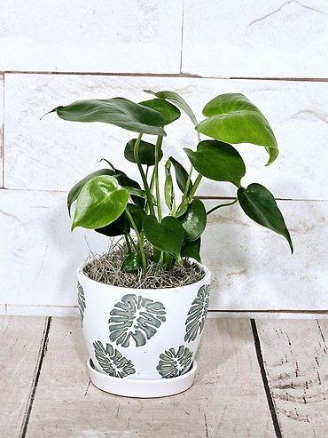 Monstera Pot