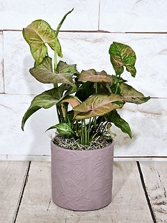 Mini Arrowhead Plant