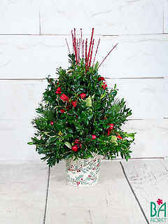 Medium Boxwood Christmas Tree