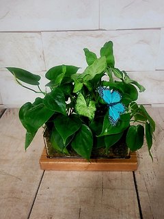 Glass Planter
