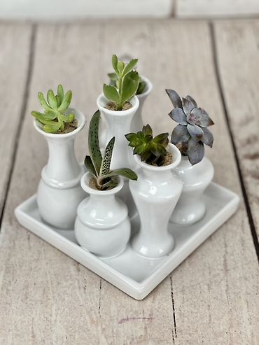 Magical Mini Succulents