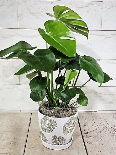 Monstera Leaf Pot