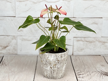 Pink Anthurium