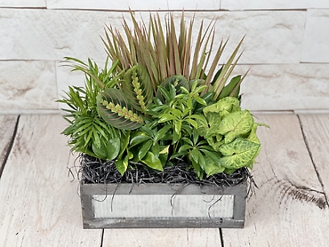 Tin Box Dishgarden