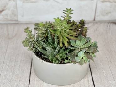 Modern Succulent Garden