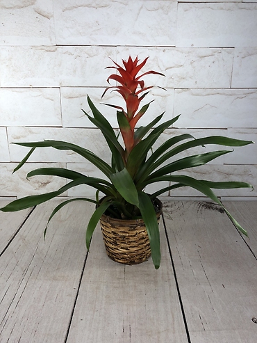 Bromeliad