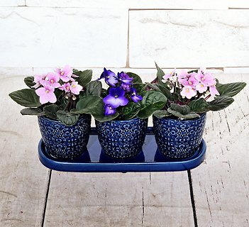 Violet Pots