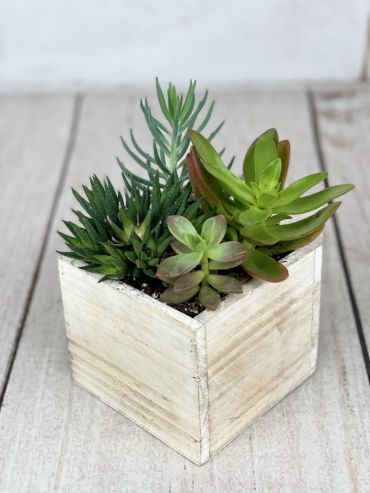 Small Succulent Box