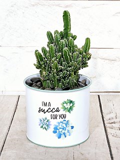 Valentine Plants