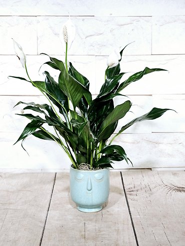 Feeling Blue Lily