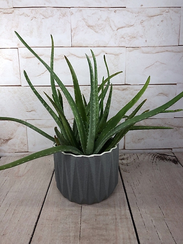 Aloe Vera in Gray Planter