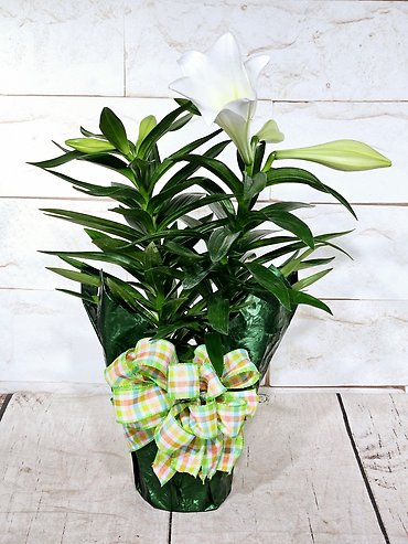 Easter Lily