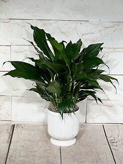 Classic Peace Lily