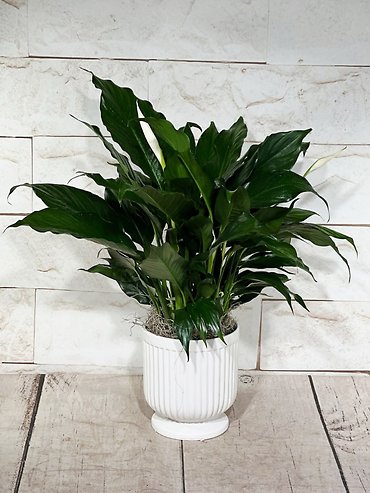 Classic Peace Lily