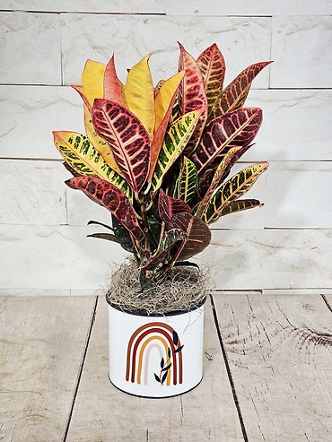 Rainbow Croton