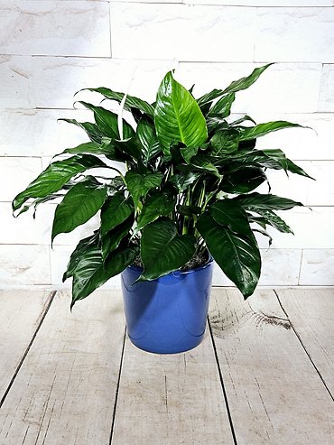 Blue Pot Peace Lily