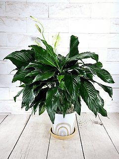 Large Rainbow Peace Lily