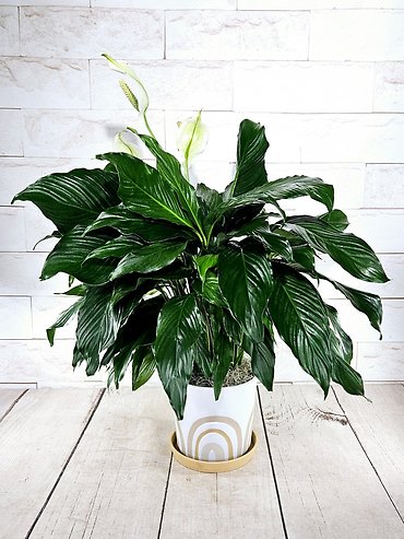 Large Rainbow Peace Lily