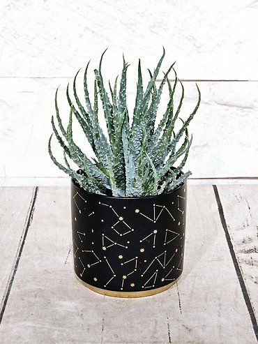 Constellation Succulent