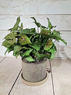 Nephthytis