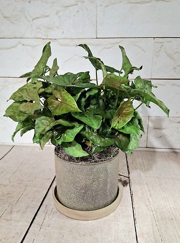 Nephthytis